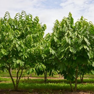 Asimina triloba meerstammig breed-M