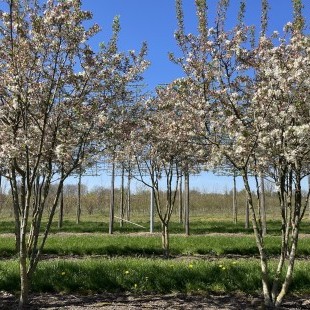 Malus ‘Evereste’ meerstammig breed-M