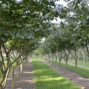 Parrotia persica eigenwijs uitgelicht