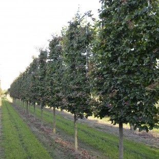 Parrotia persica lage lei