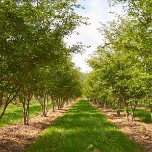 Prunus ‘The Bride’ meerstammig breed-M