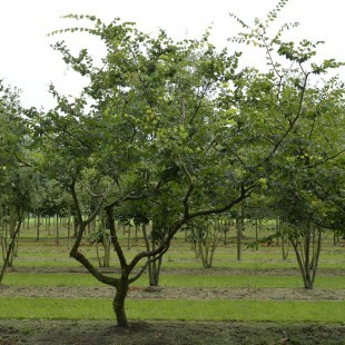 Zelkova carpinifolia eigenwijs uitgelicht