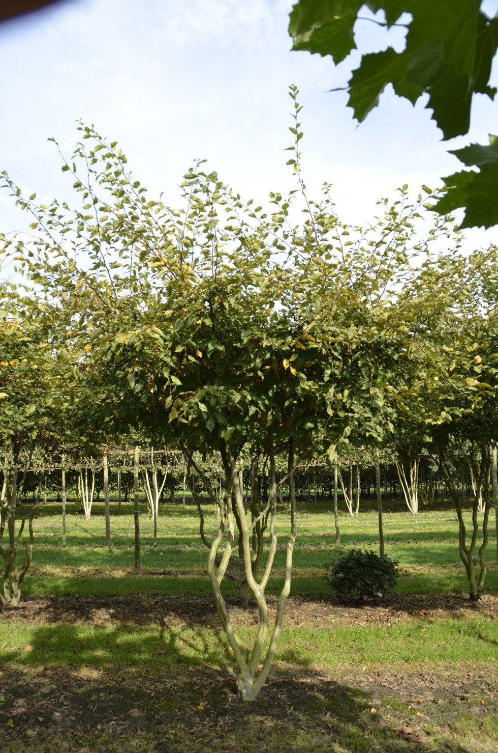 Carpinus betulus | Van Roessel Topiary Trees