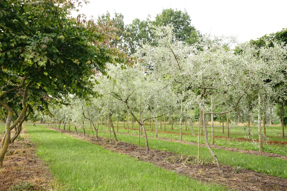 Pyrus Salicifolia Pendula Van Roessel Vormbomen